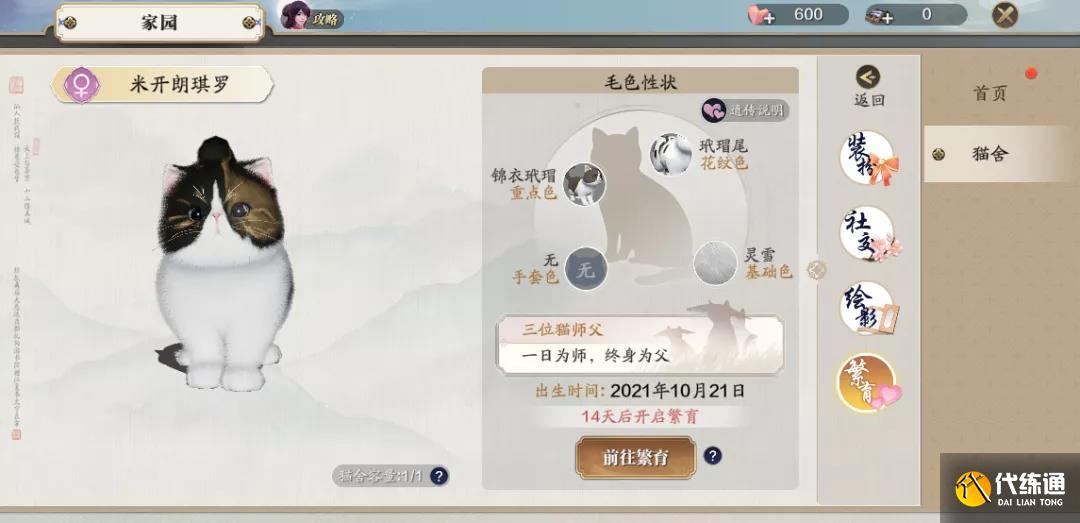 天涯明月刀手游猫咪怎么繁育