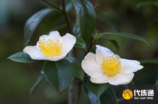 原神哪种植物出现在神里家族的家纹中答案