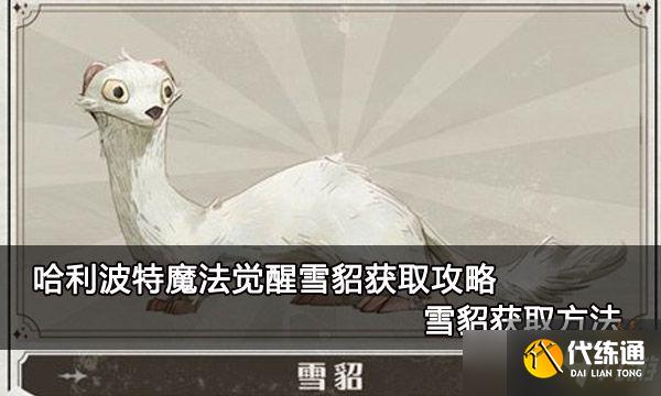 《哈利波特魔法觉醒》雪貂获得攻略 雪貂获取方法分享