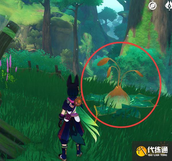 原神水天丛林华丽宝箱获取方式 水天丛林树屋解密要怎么做