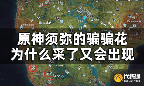 原神须弥骗骗花触发宝箱位置一览 须弥的骗骗花为什么采了又会出现