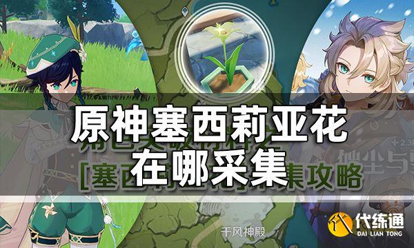 原神塞西莉亚花在哪采集 塞西莉亚花多久刷新一次