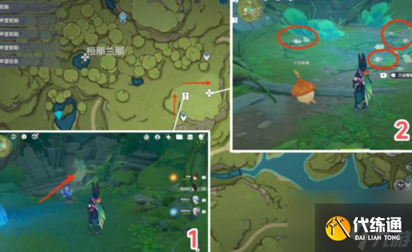 原神月蓮在哪里采集-原神月蓮采摘地點一覽