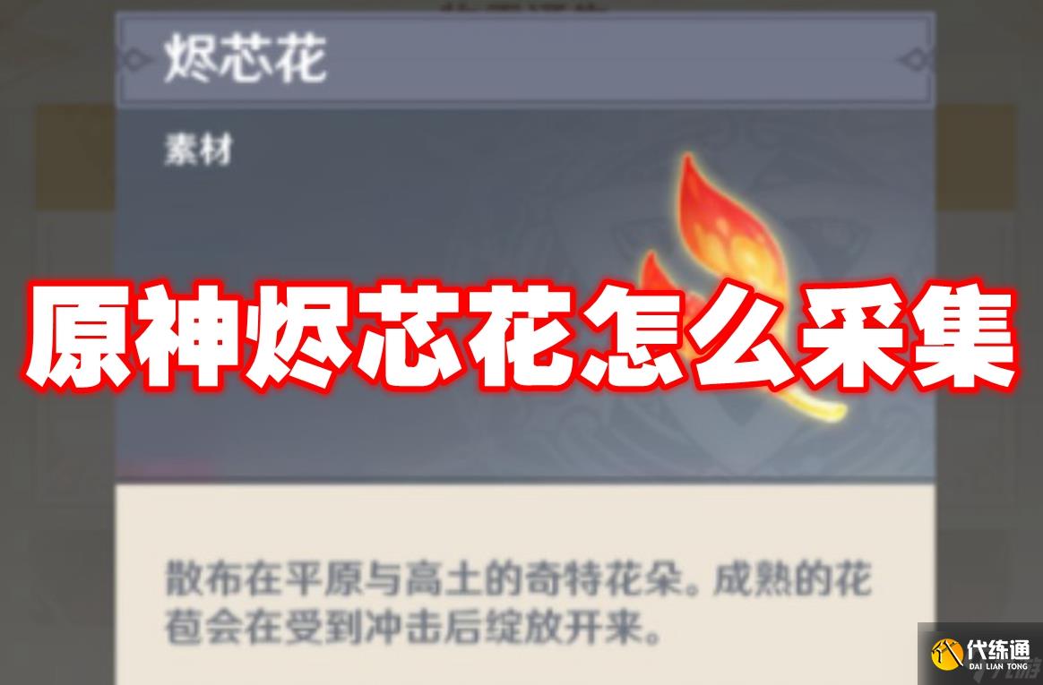 原神烬芯花怎么采集