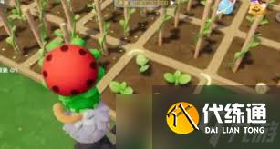 心动小镇南瓜种植方法