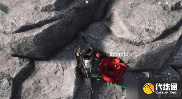 燕云十六声来生岸之一花中愿任务完成方法-燕云十六声来生岸之一花中愿任务怎么完成