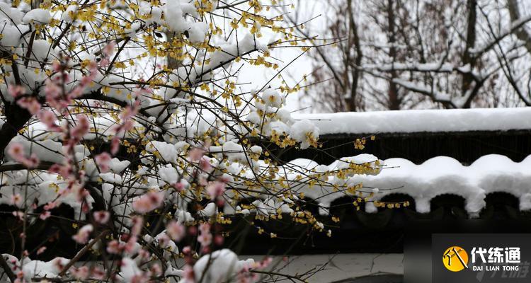 王者榮耀梅花山雪作閑伴活動怎么參加？有哪些獎勵？