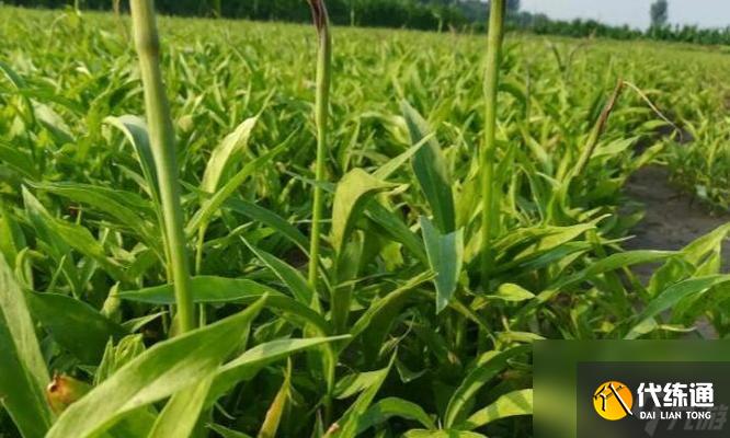 燕云十六声中草药采集路线是怎样的？每日食物草药需求如何满足？