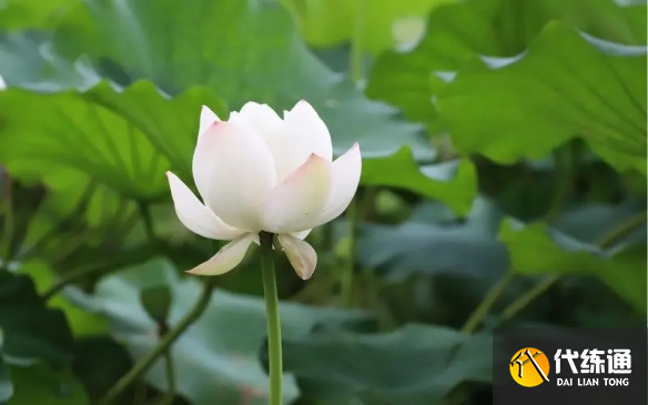 游俠網(wǎng)2