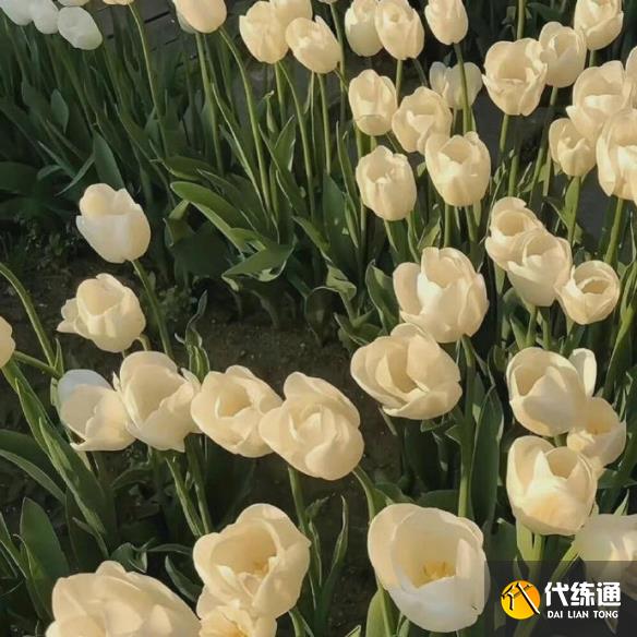 游侠网4