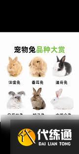 DNF兔子先生宠物外观怎么样