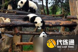 暗区突围出号熊猫